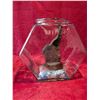 Image 3 : BONZIA TERARIUM