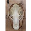 Image 1 : Massive XXL A-Grade BROWN BEAR Skull on a Wood Plaque