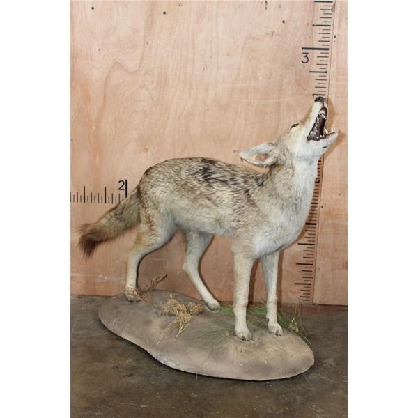 Life-sized "Howling" COYOTE on a Natural Base