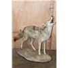 Image 1 : Life-sized "Howling" COYOTE on a Natural Base