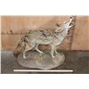 Image 2 : Life-sized "Howling" COYOTE on a Natural Base