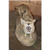 Image 4 : Life-sized "Howling" COYOTE on a Natural Base