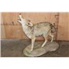 Image 5 : Life-sized "Howling" COYOTE on a Natural Base