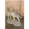 Image 6 : Life-sized "Howling" COYOTE on a Natural Base