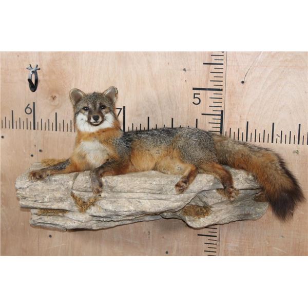 Life-sized Laying GREY FOX on a Rock Wall Hanging Base