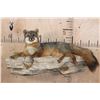 Image 1 : Life-sized Laying GREY FOX on a Rock Wall Hanging Base
