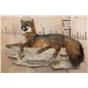 Image 2 : Life-sized Laying GREY FOX on a Rock Wall Hanging Base
