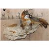 Image 3 : Life-sized Laying GREY FOX on a Rock Wall Hanging Base