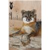 Image 4 : Life-sized Laying GREY FOX on a Rock Wall Hanging Base