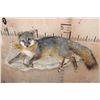 Image 5 : Life-sized Laying GREY FOX on a Rock Wall Hanging Base