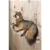 Image 7 : Life-sized Laying GREY FOX on a Rock Wall Hanging Base