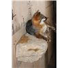 Image 8 : Life-sized Laying GREY FOX on a Rock Wall Hanging Base