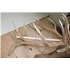 Image 12 : XXL 19-Point ELK Shoulder Mount with Massive Brow Tines