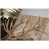Image 13 : XXL 19-Point ELK Shoulder Mount with Massive Brow Tines