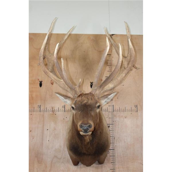 XXL 19-Point ELK Shoulder Mount with Massive Brow Tines