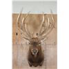Image 1 : XXL 19-Point ELK Shoulder Mount with Massive Brow Tines