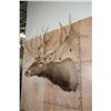 Image 3 : XXL 19-Point ELK Shoulder Mount with Massive Brow Tines