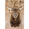 Image 5 : XXL 19-Point ELK Shoulder Mount with Massive Brow Tines