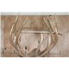 Image 7 : XXL 19-Point ELK Shoulder Mount with Massive Brow Tines