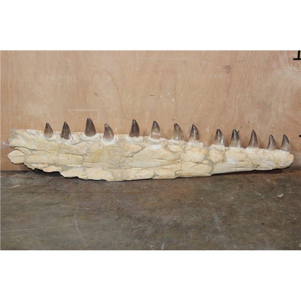 XXL Fossilized MOSASAUR Jaw Section with 13 Fully Rooted Teeth