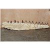 Image 1 : XXL Fossilized MOSASAUR Jaw Section with 13 Fully Rooted Teeth