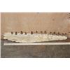 Image 2 : XXL Fossilized MOSASAUR Jaw Section with 13 Fully Rooted Teeth