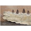 Image 3 : XXL Fossilized MOSASAUR Jaw Section with 13 Fully Rooted Teeth