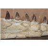 Image 4 : XXL Fossilized MOSASAUR Jaw Section with 13 Fully Rooted Teeth