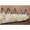 Image 5 : XXL Fossilized MOSASAUR Jaw Section with 13 Fully Rooted Teeth