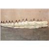 Image 6 : XXL Fossilized MOSASAUR Jaw Section with 13 Fully Rooted Teeth
