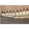 Image 7 : XXL Fossilized MOSASAUR Jaw Section with 13 Fully Rooted Teeth