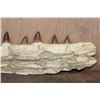 Image 8 : XXL Fossilized MOSASAUR Jaw Section with 13 Fully Rooted Teeth
