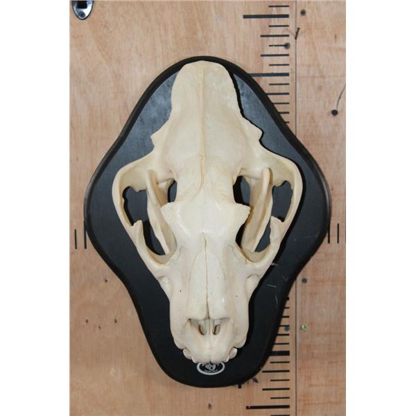 *TEXAS RESIDENTS ONLY* Big AFRICAN LION Skull on a Black Wood Black
