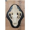 Image 1 : *TEXAS RESIDENTS ONLY* Big AFRICAN LION Skull on a Black Wood Black