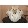 Image 6 : *TEXAS RESIDENTS ONLY* Big AFRICAN LION Skull on a Black Wood Black