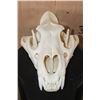 Image 7 : *TEXAS RESIDENTS ONLY* Big AFRICAN LION Skull on a Black Wood Black