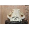 Image 8 : *TEXAS RESIDENTS ONLY* Big AFRICAN LION Skull on a Black Wood Black