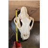 Image 9 : *TEXAS RESIDENTS ONLY* Big AFRICAN LION Skull on a Black Wood Black