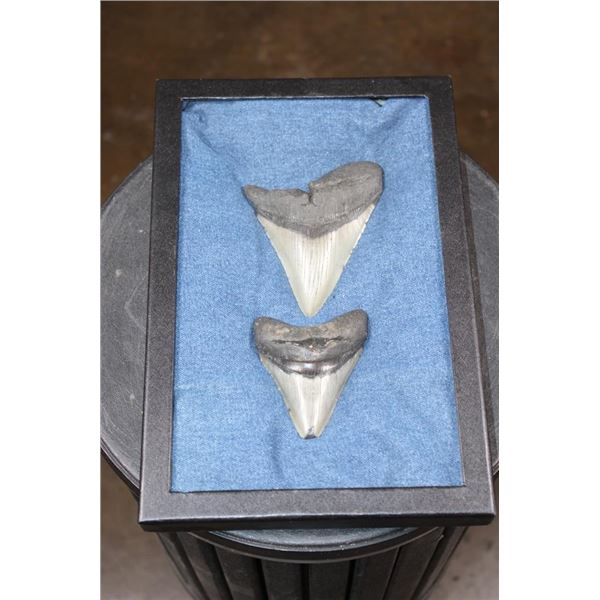 2 MEGALODON SHARK TEETH Fossils in a Display Case
