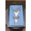 Image 1 : 2 MEGALODON SHARK TEETH Fossils in a Display Case