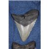 Image 2 : 2 MEGALODON SHARK TEETH Fossils in a Display Case
