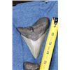 Image 3 : 2 MEGALODON SHARK TEETH Fossils in a Display Case