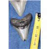 Image 4 : 2 MEGALODON SHARK TEETH Fossils in a Display Case