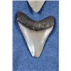 Image 6 : 2 MEGALODON SHARK TEETH Fossils in a Display Case