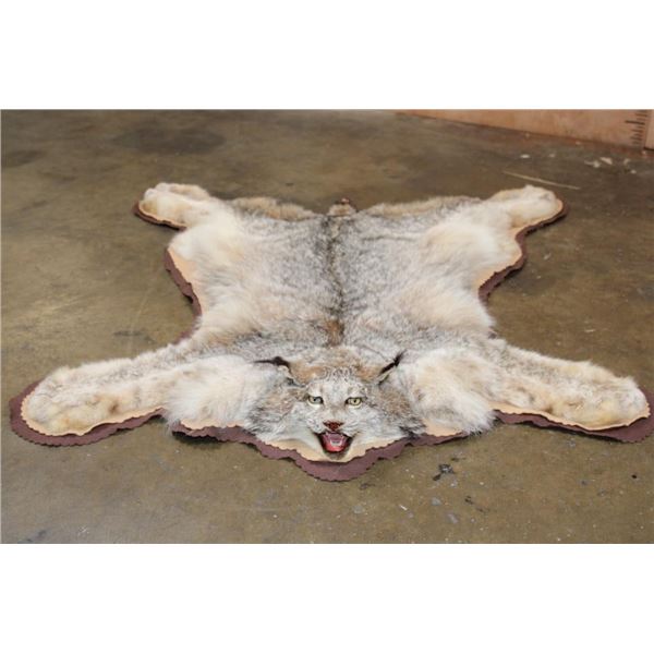 Double Felted LYNX HIDE or LYNX RUG with its Mounted Head