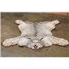 Image 1 : Double Felted LYNX HIDE or LYNX RUG with its Mounted Head