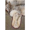 Image 5 : Double Felted LYNX HIDE or LYNX RUG with its Mounted Head