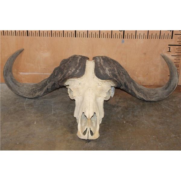 Massive CAPE BUFFALO Skull