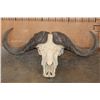 Image 1 : Massive CAPE BUFFALO Skull