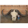 Image 2 : Massive CAPE BUFFALO Skull